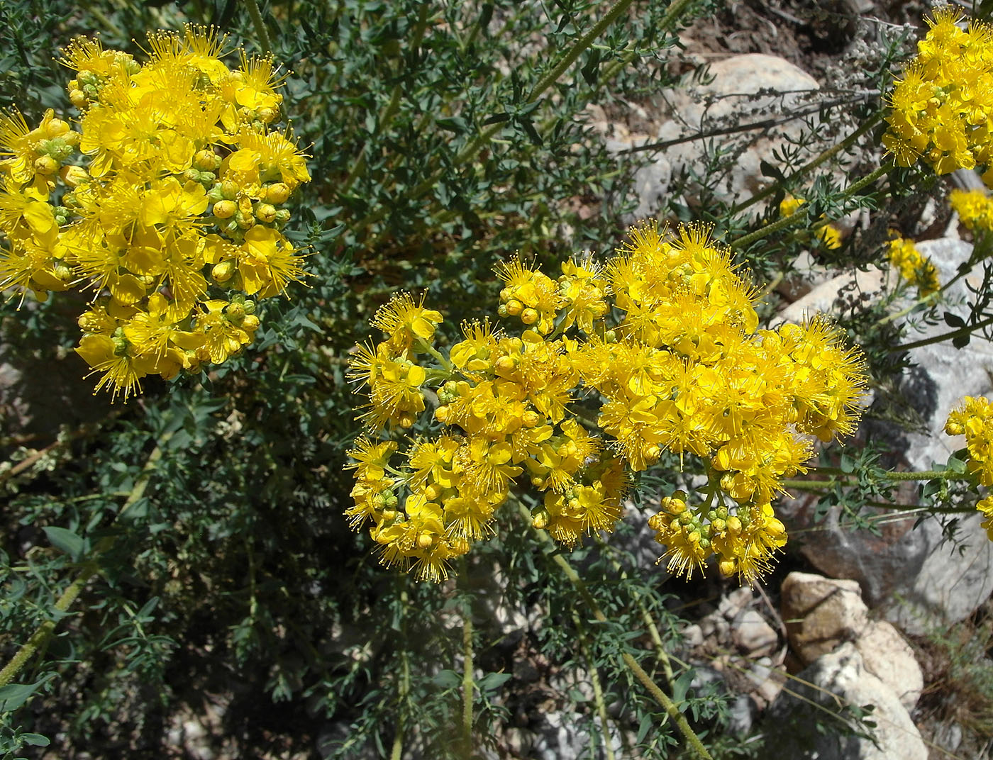 Image of Hypericum scabrum specimen.