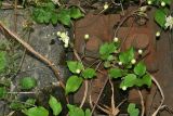 Clematis vitalba