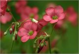 Oxalis tetraphylla