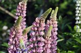 Lupinus × regalis