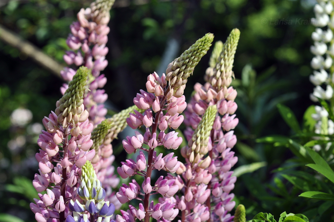 Image of Lupinus × regalis specimen.