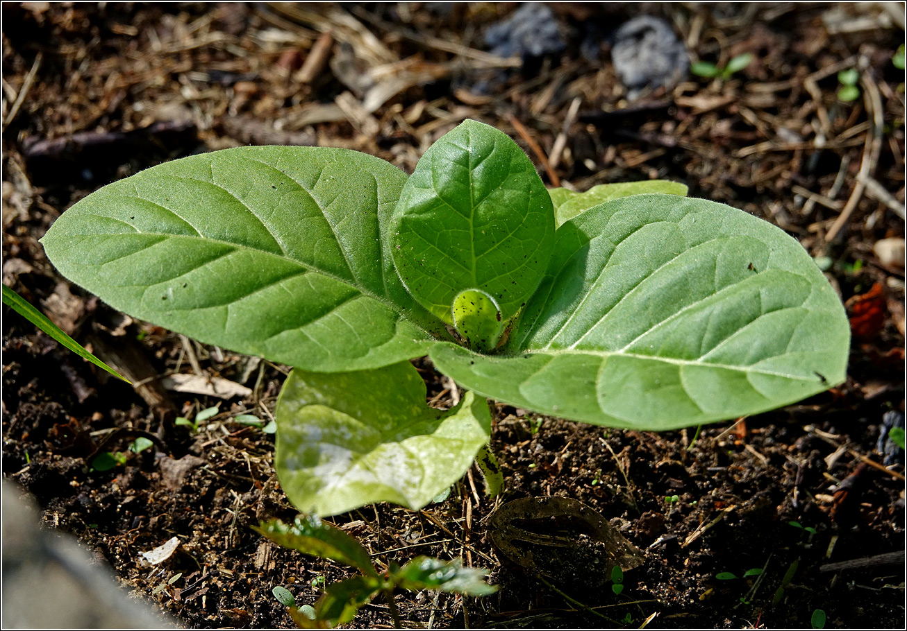 Изображение особи Nicotiana tabacum.