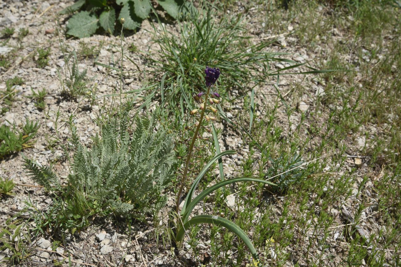 Image of Leopoldia caucasica specimen.