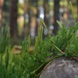 Lycopodium annotinum