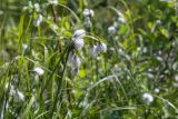 Eriophorum angustifolium