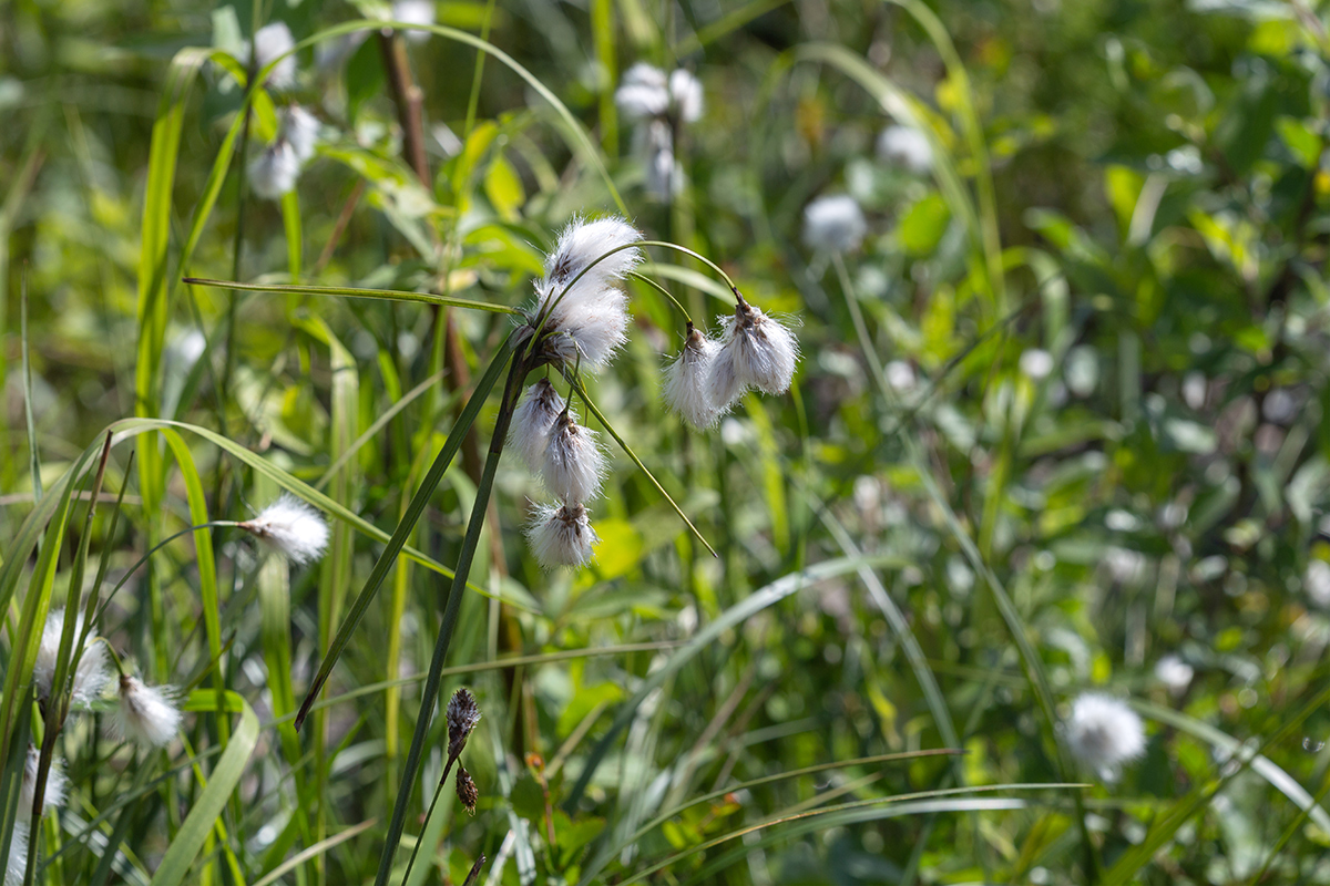 Изображение особи Eriophorum angustifolium.