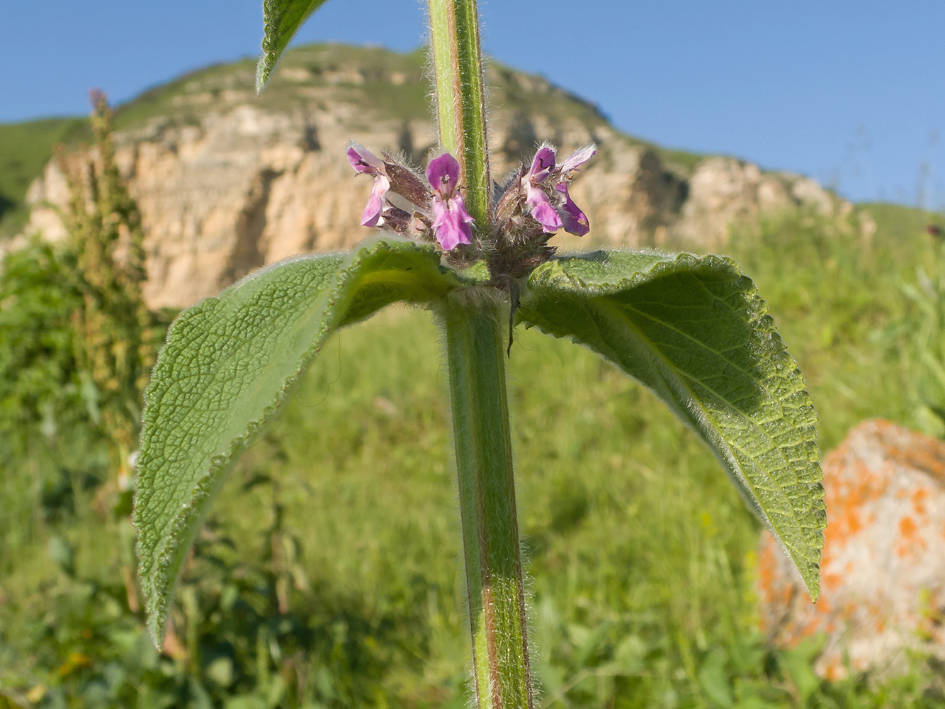 Image of Stachys germanica specimen.
