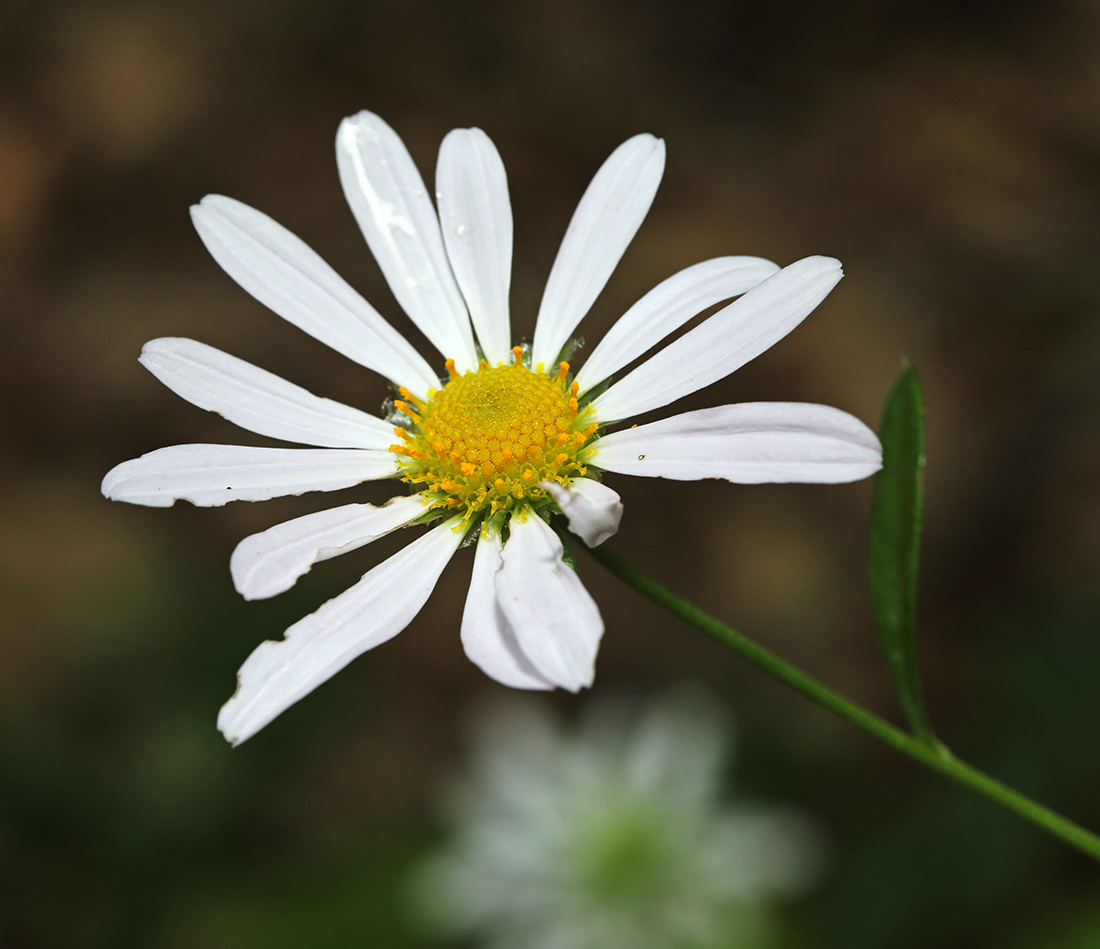 Изображение особи Chrysanthemum naktongense.