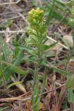 Alyssum variety desertorum