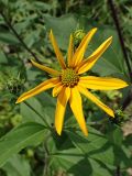 Helianthus tuberosus