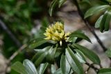 Daphne glomerata