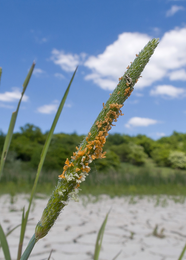 Image of Alopecurus aequalis specimen.