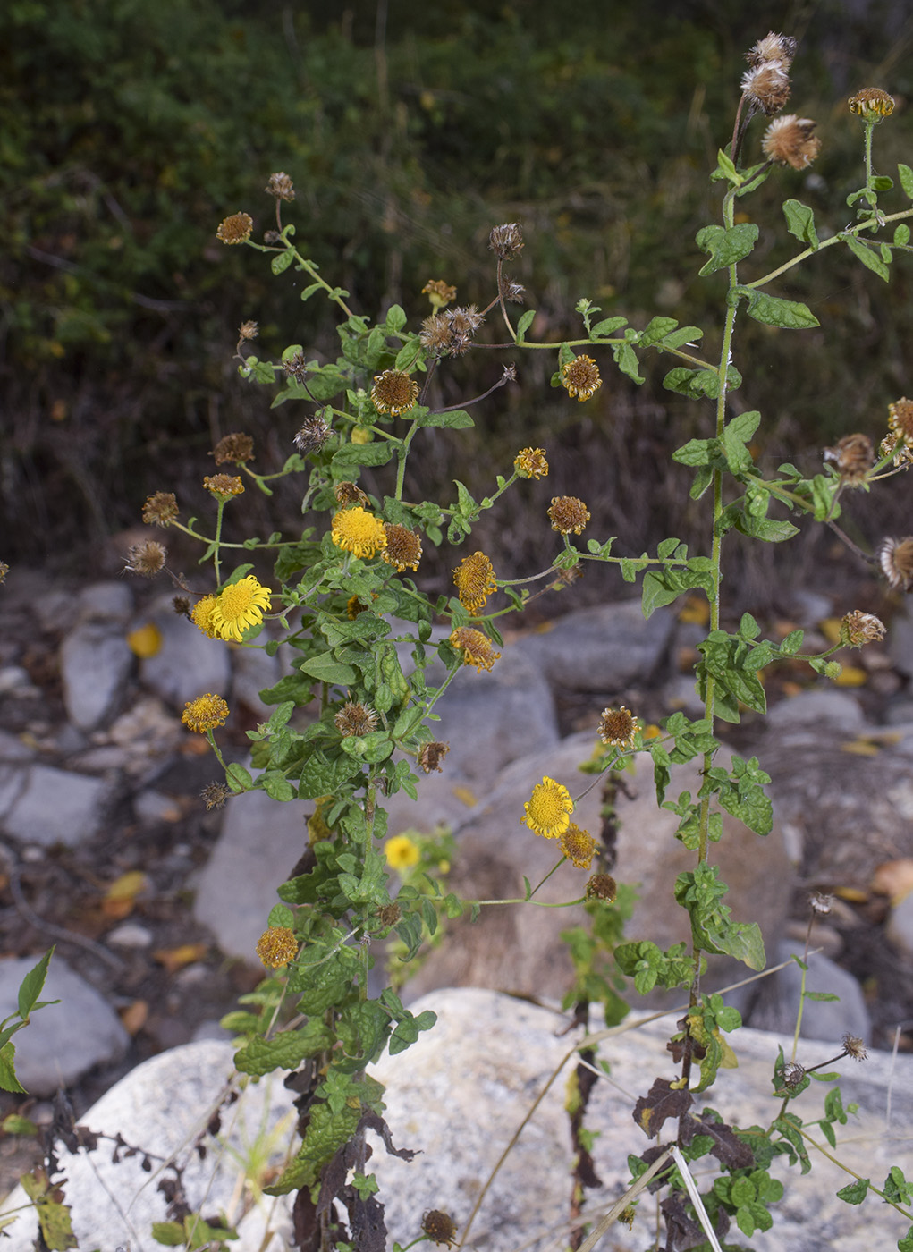 Изображение особи Pulicaria dysenterica.