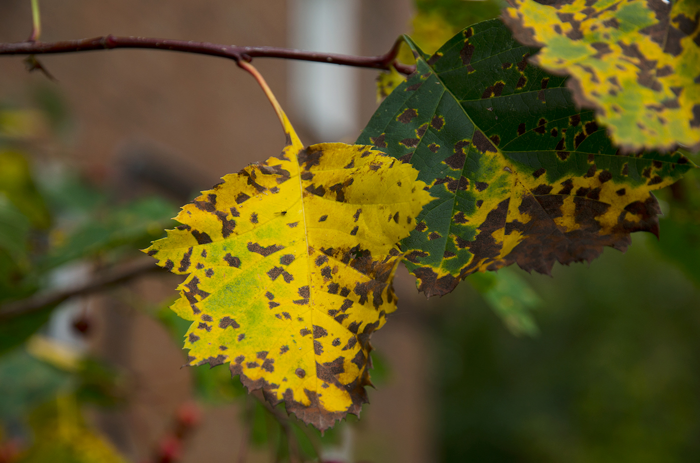 Image of genus Crataegus specimen.