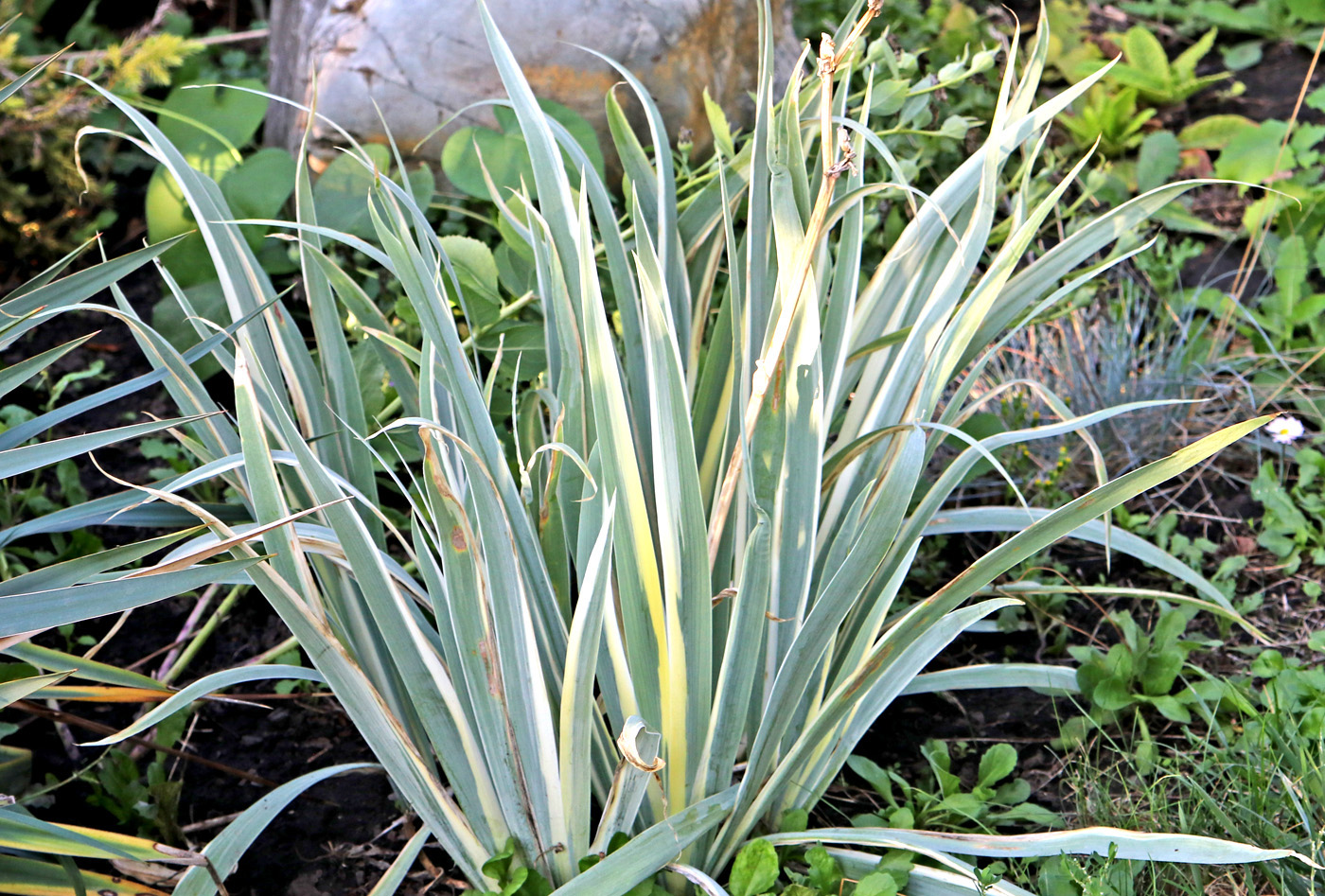 Изображение особи Iris pallida.