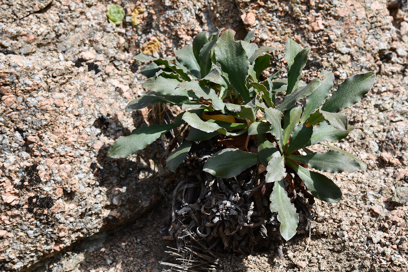 Изображение особи Ikonnikovia kaufmanniana.