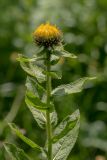 Inula orientalis