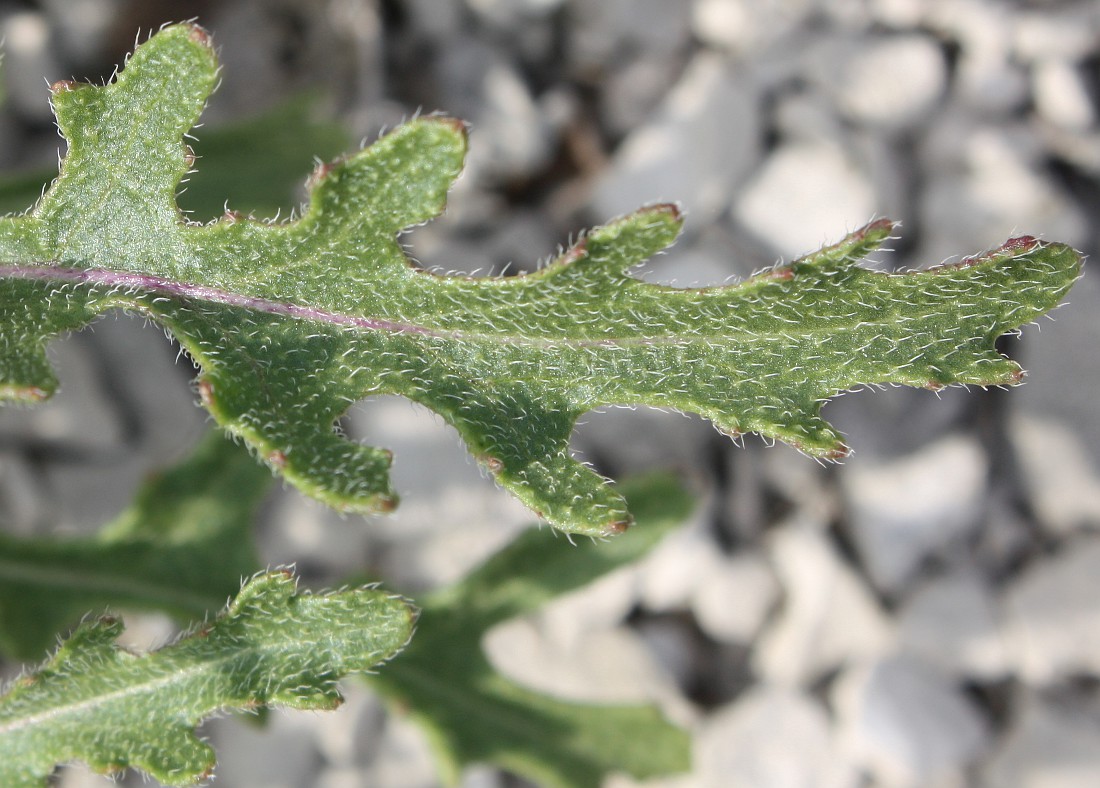 Image of Erucastrum cretaceum specimen.