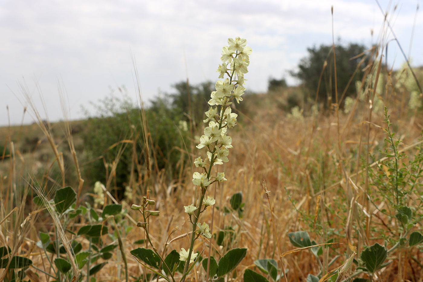 Изображение особи Delphinium semibarbatum.