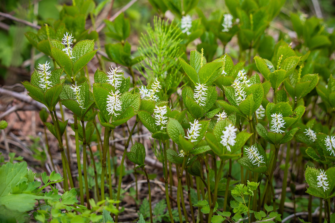 Изображение особи Chloranthus quadrifolius.