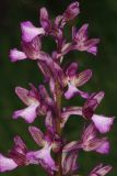 Anacamptis × gennarii hybrid subspecies orientecaucasica. Часть соцветия. Дагестан, Дербентский р-н, с/п Джалган, гора Джалган, выс. ок. 481 м н.у.м., мелкотравная лужайка. 25.04.2025.
