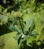 Valeriana colchica. Верхушка бутонизирующего растения с гнездом пенницы. Абхазия, Гудаутский р-н, Рицинский реликтовый национальный парк, хр. Авадхара, дол. р. Авадхара, 1600 м н.у.м., хвойно-широколиственный лес, берег ручья. 09.06.2025.