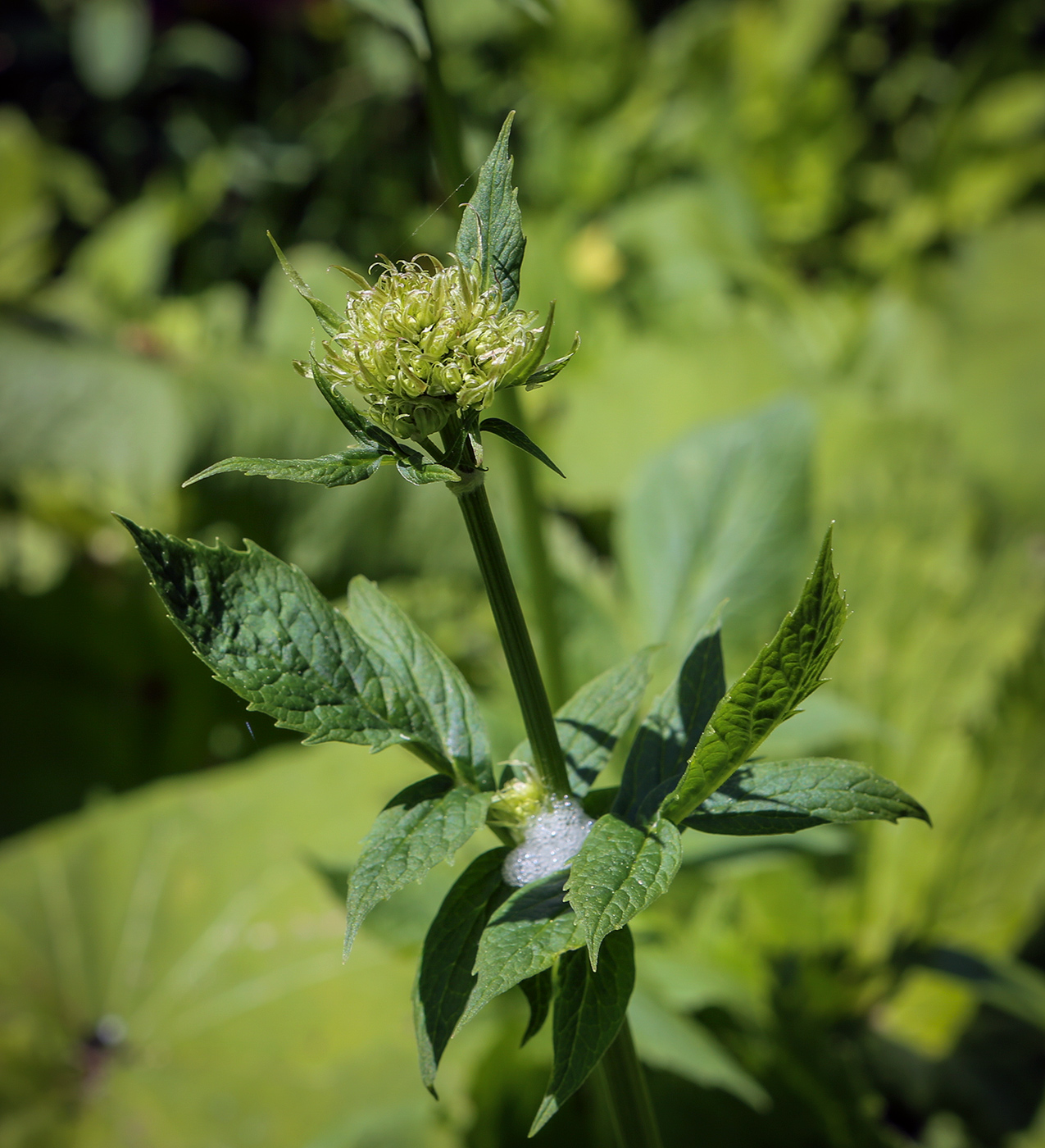 Image of Valeriana colchica specimen.