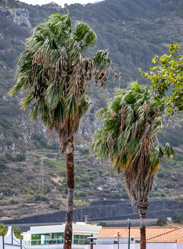 Изображение особи Washingtonia filifera.
