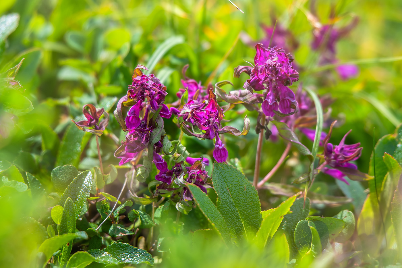 Image of Melampyrum setaceum specimen.