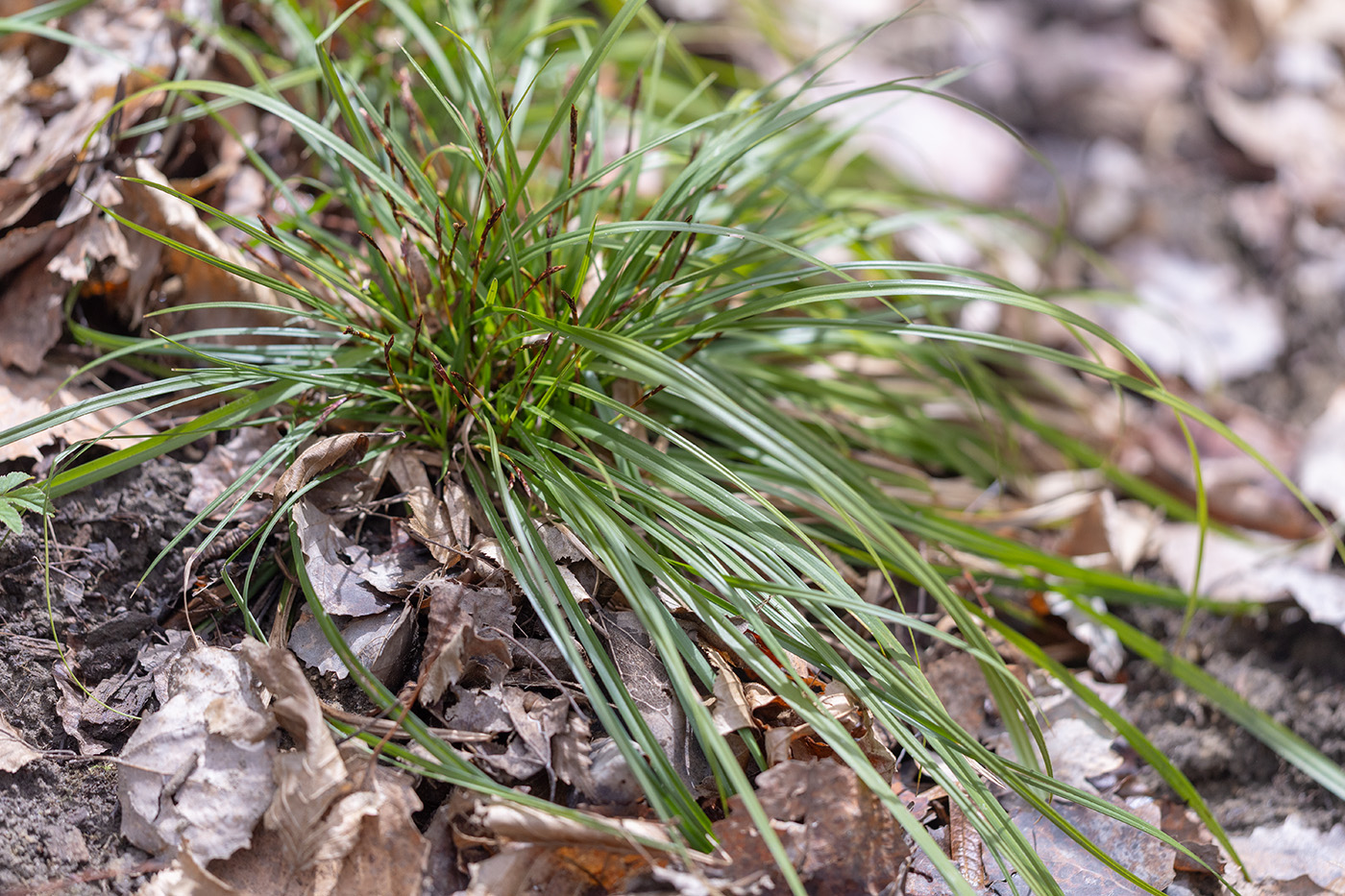 Image of Carex digitata specimen.