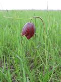 Fritillaria meleagroides. Цветущее растение. Ростовская обл., г. Новочеркасск, окр. хутора Татарка. 29.04.2011.