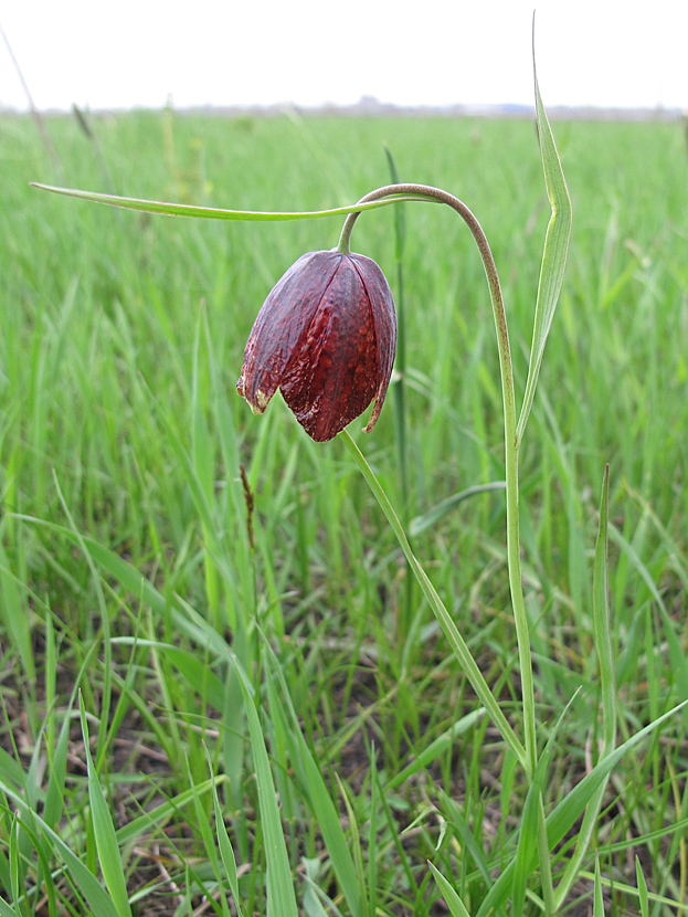 Изображение особи Fritillaria meleagroides.