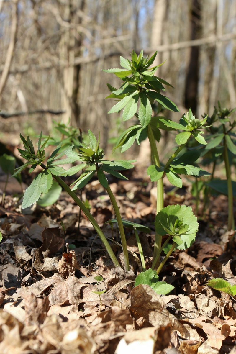 Image of Ranunculus cassubicus specimen.