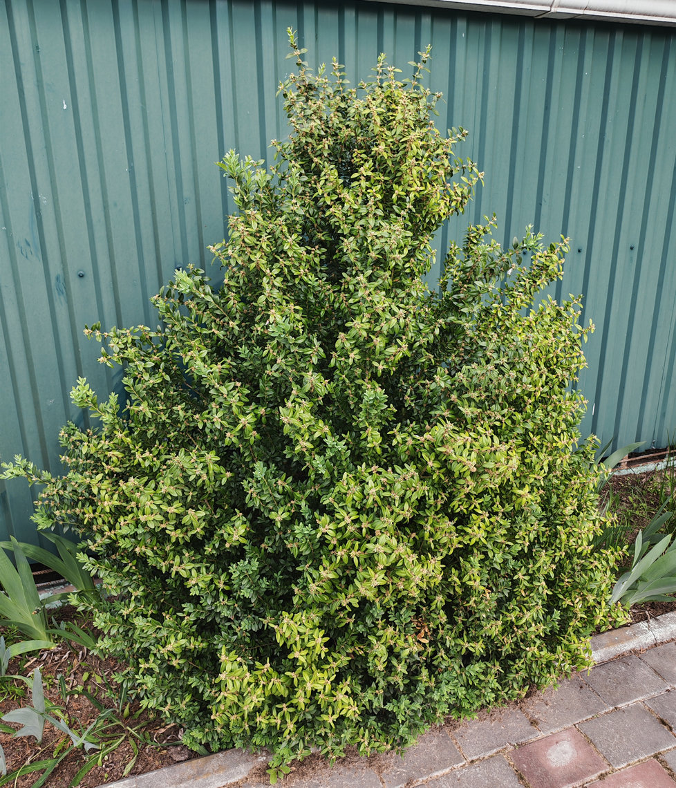 Image of Buxus sempervirens specimen.