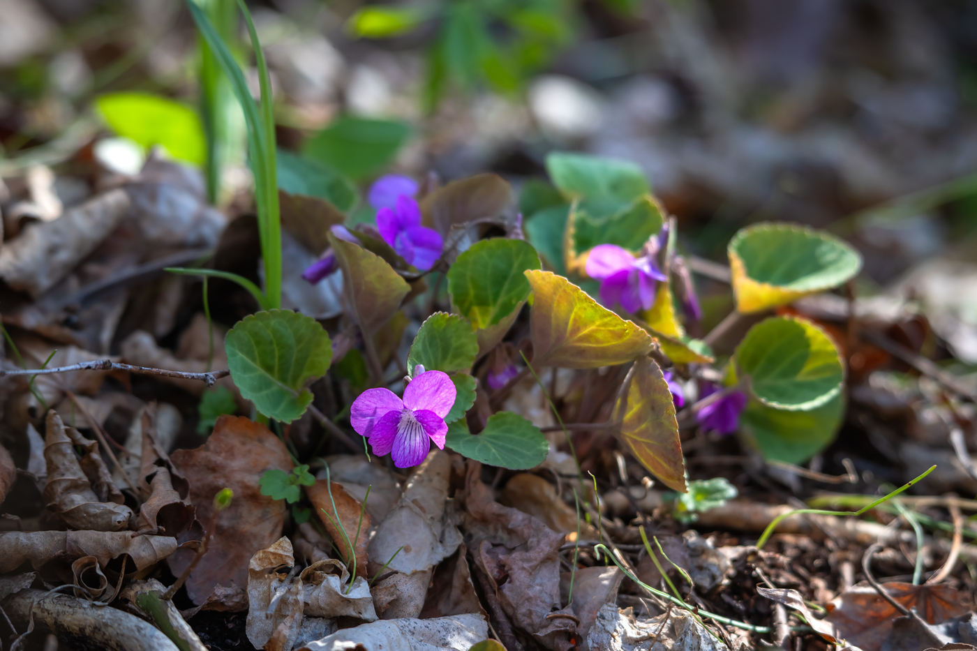 Image of Viola primorskajensis specimen.