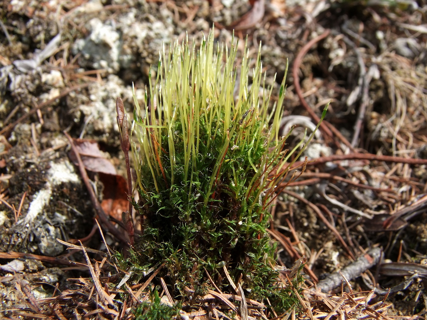 Image of Tetraplodon mnioides specimen.
