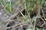 Gypsophila elegans