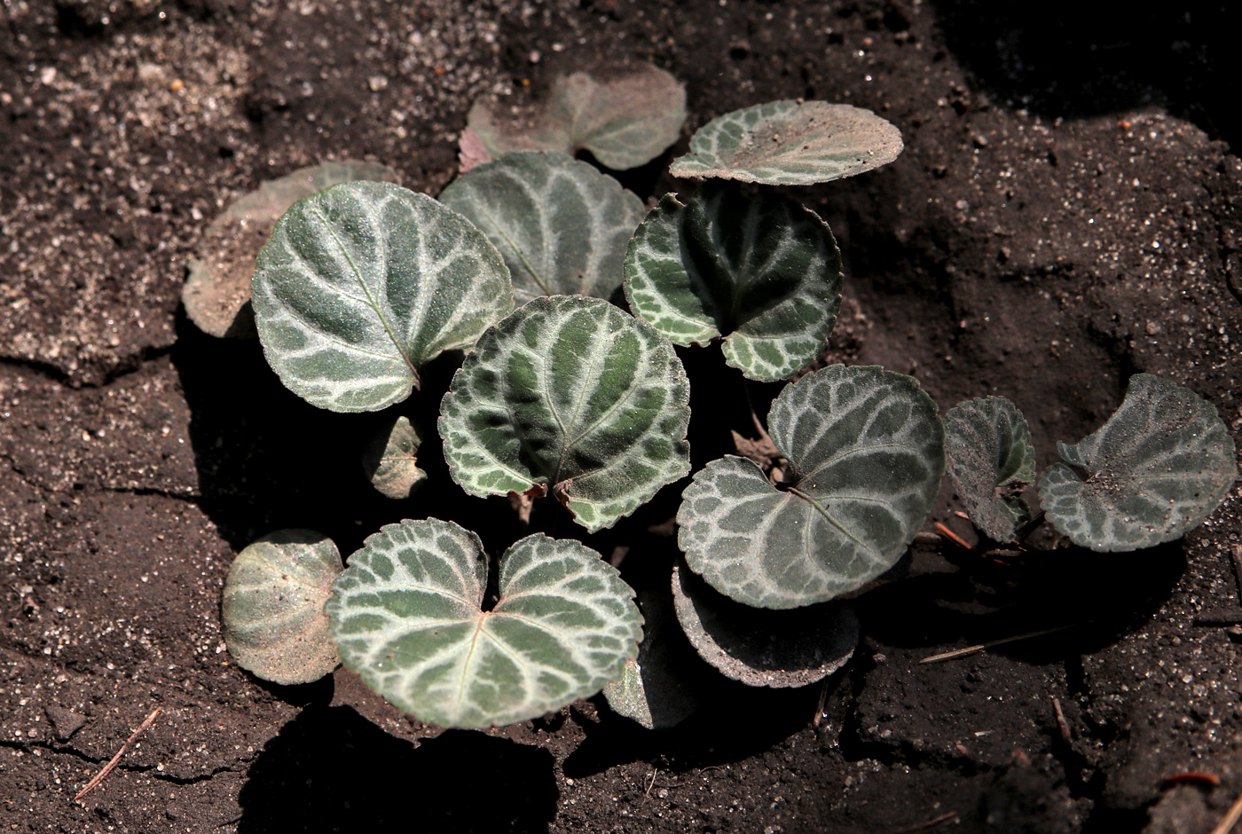 Image of Viola grypoceras specimen.