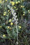 Rosularia paniculata. Цветущее растение. Кыргызстан, Чуйская обл., Жайылский р-н, Сусамырская дол., ок. 5 км к СВ от с. Кожомкул. ок. 2400 м н.у.м., каменистый склон, разнотравное сообщество. 05.07.2026.