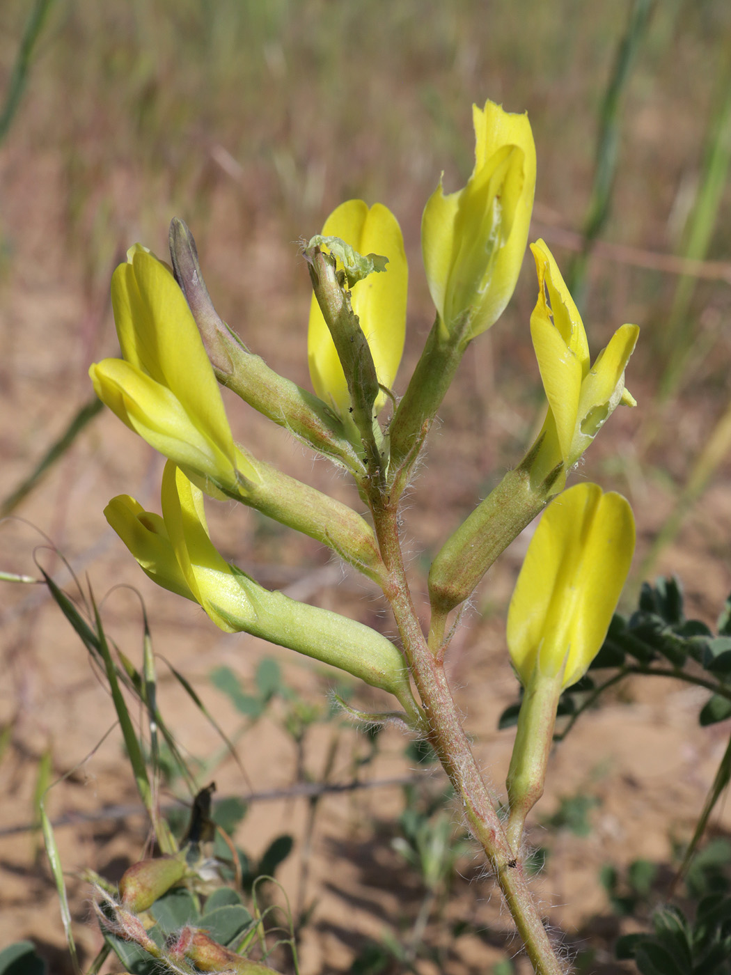 Image of Astragalus longipetalus specimen.
