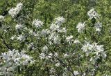 Amelanchier ovalis. Верхушки цветущих ветвей. Крым, Караби-яйла, ур. Чигенитра, поляна. 16.05.2026.