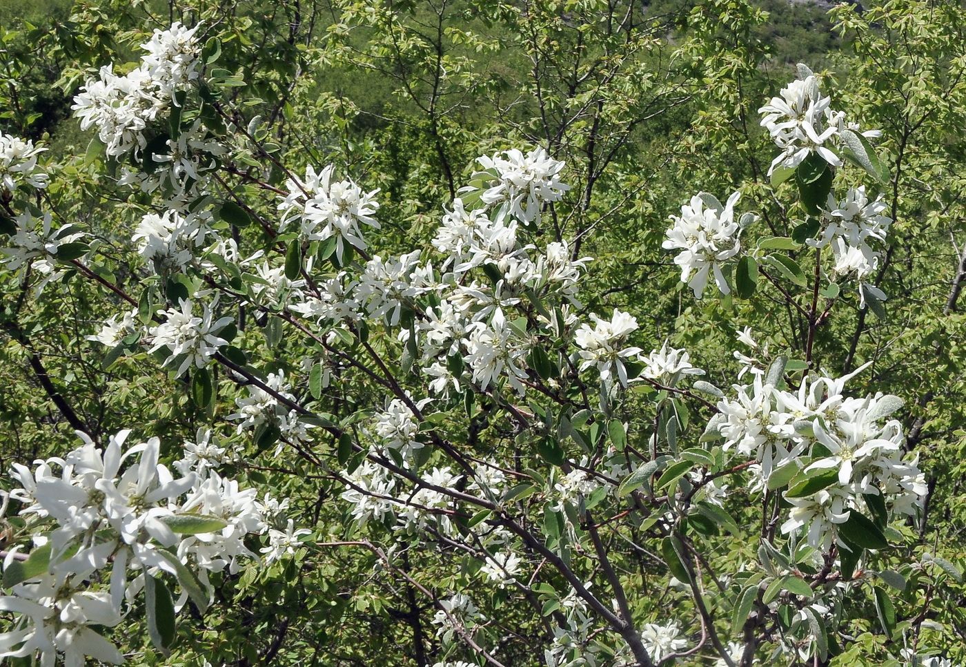 Image of Amelanchier ovalis specimen.