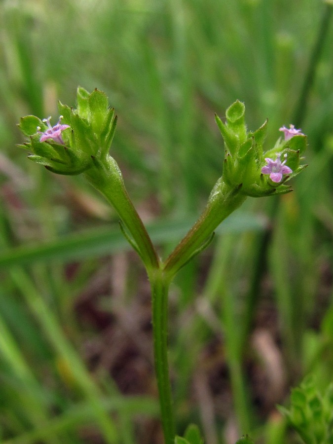 Изображение особи Valerianella muricata.