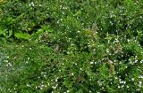 Serissa japonica. Цветущее растение. Португалия, о-в Мадейра, г. Фуншал, в культуре. 09.06.2026.