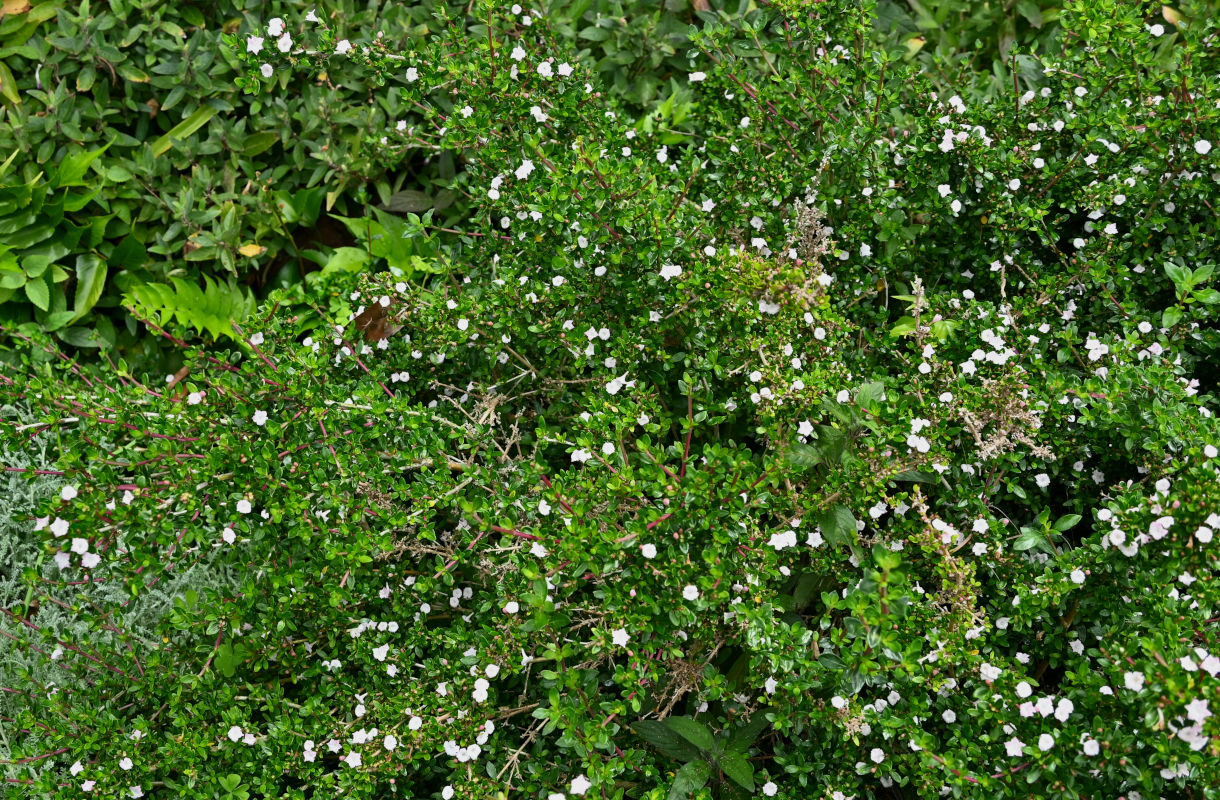 Image of Serissa japonica specimen.