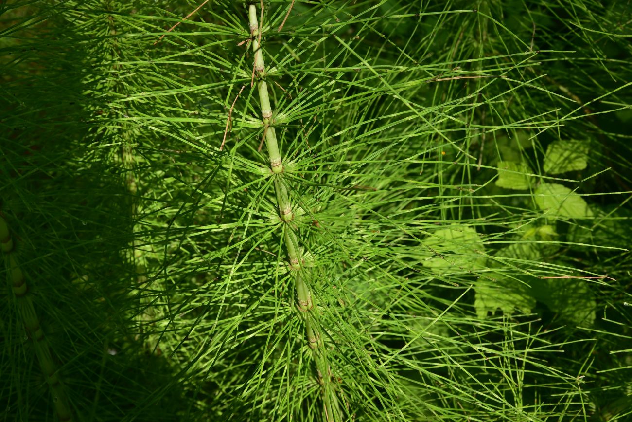 Image of genus Equisetum specimen.
