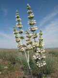 Phlomoides iliensis