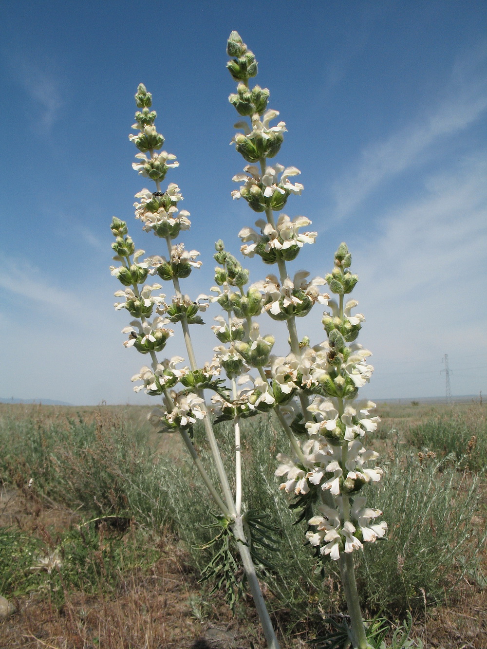 Image of Phlomoides iliensis specimen.