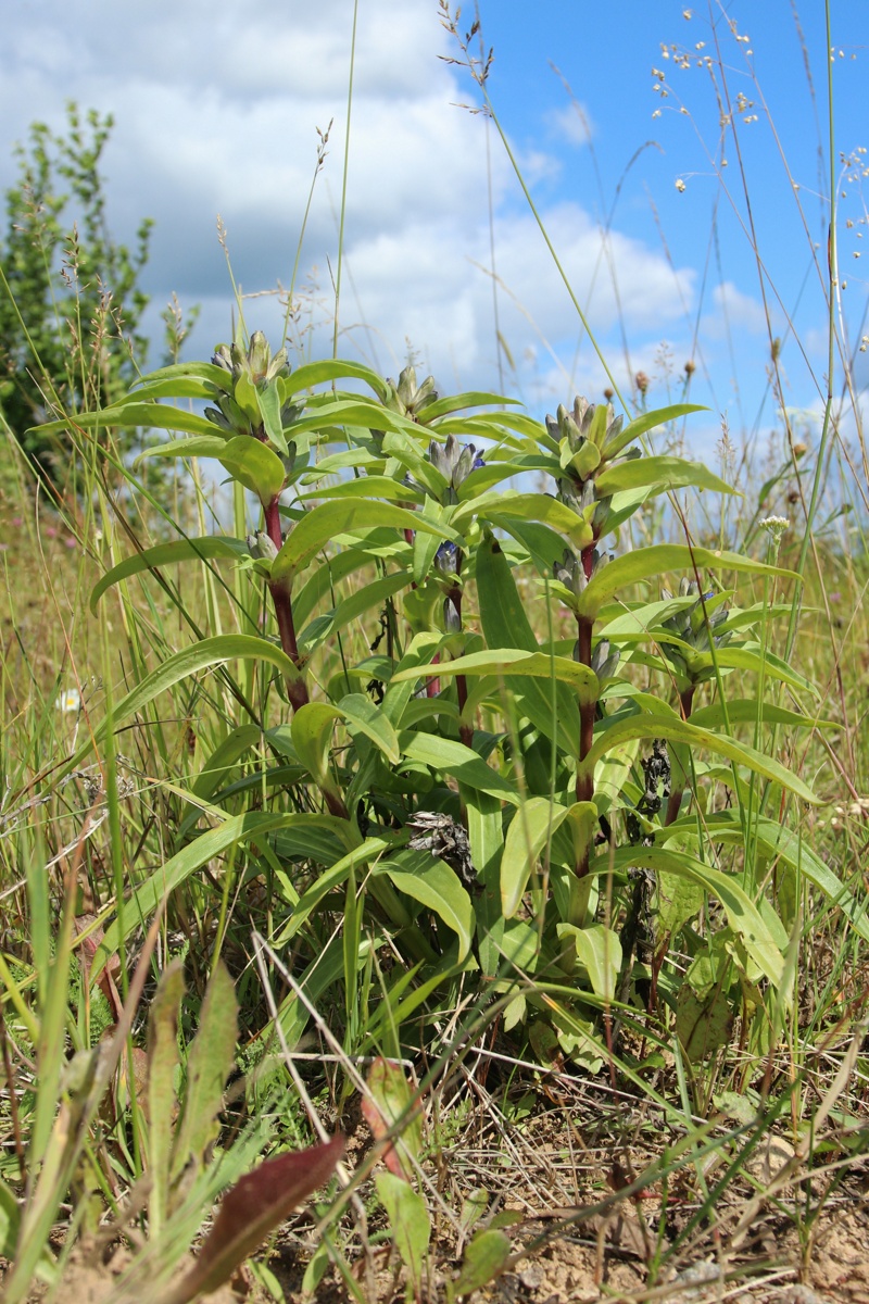 Image of Gentiana cruciata specimen.