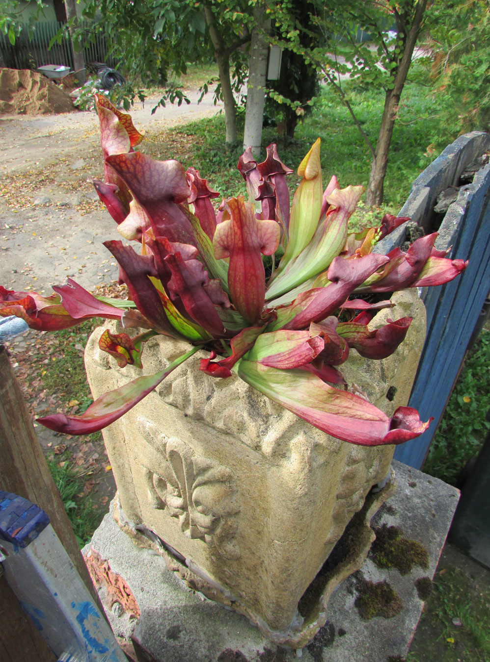 Изображение особи Sarracenia purpurea.
